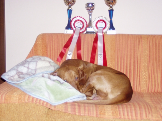 rozbitý po dvojdňovej výstave v Rakúsku - 2 x BOB!