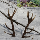 zhody a ich majiteľ