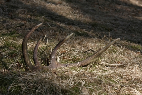minuloročný ale potešil