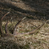 minuloročný ale potešil