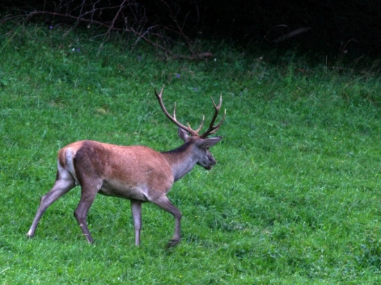 jedna staršia foto