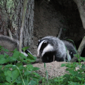 bratu a ty sa čo ježíš