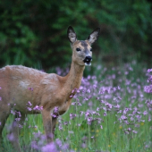 ružová princezna...