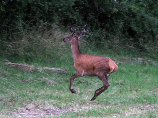 hop-hop a bol v ... :-)