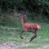 hop-hop a bol v ... :-)