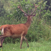 celkom slušný mládenec...