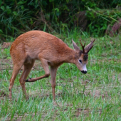 tu som pánom ja .....