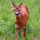 aj srnka poteší ....