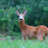 starý známi jednooký