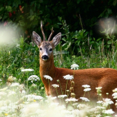 Srnček so zlomeným parôžkom