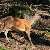 jeden z tých výradových