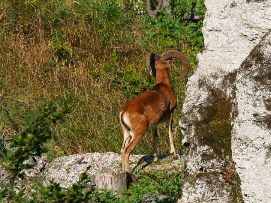 muflon
