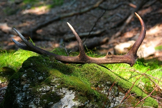 odmena za nachodené kilometre počas ruje 2011
