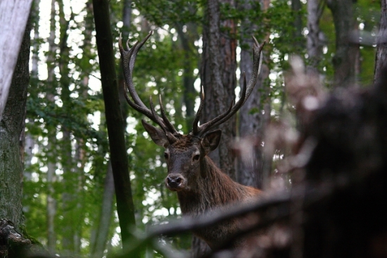 jeleň s tromi pučnicami