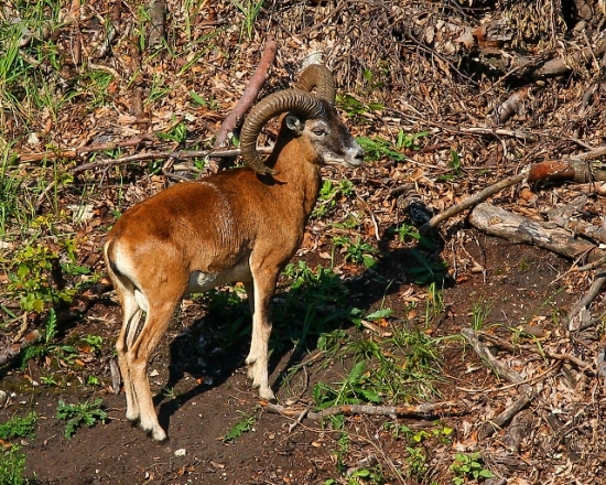 muflon