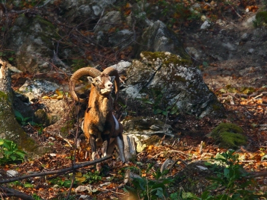 muflon
