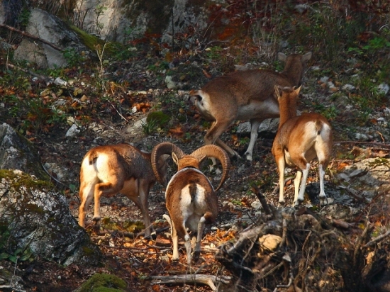 muflon a jeho družky...