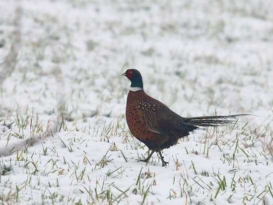 bažant na zimnej prechádzke...