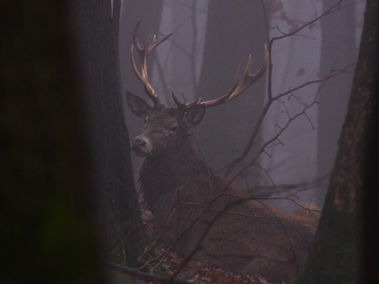 prekvapený na ležovisku....