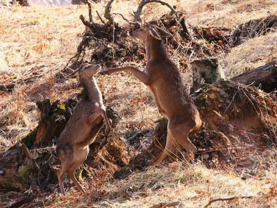 Jarné radovánky...