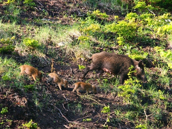 poďme, poďme dudlíky Vám utekajú...