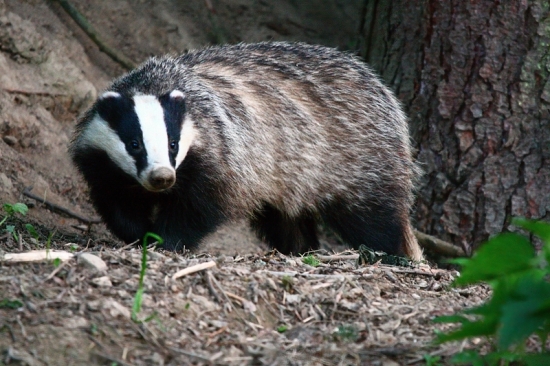 z tých väčších ...