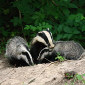 rodinná idylka ....