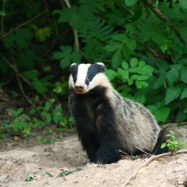 jazvec pozorovateľ :)