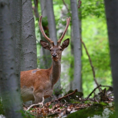 takéto jelienky ma vždy potešia...