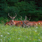skupina jeleňov...