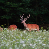 podvečerný jelienok....