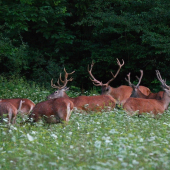 jeden z tých lepších...