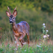 nastal čas na výmenu kožúšku :-)