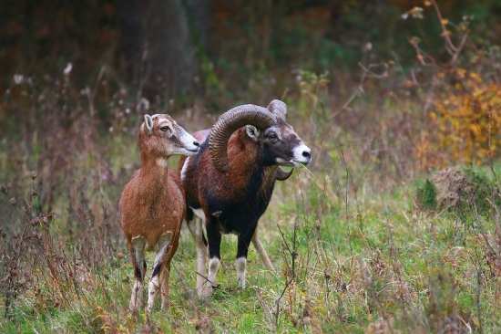spokojný víťaz...