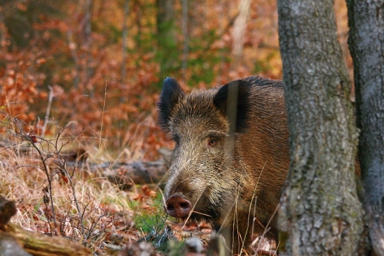 nečakané stretnutie...