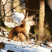 spokojné jelienča...