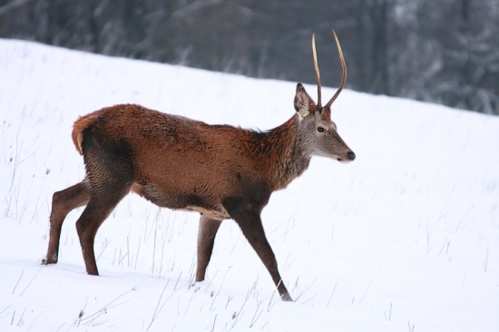 celkom pekný jelienok...
