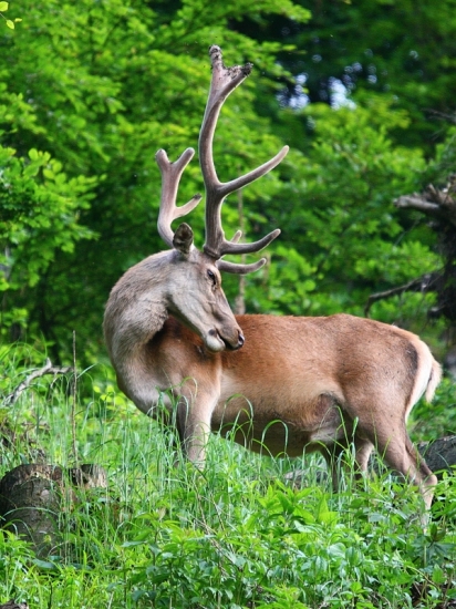 ach tie otravné muchy...