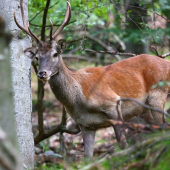 prišiel sa na mňa pozrieť...