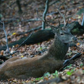 prekvapený na ležovisku...