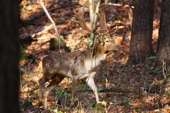 Daniel s lesnou ozdobou...