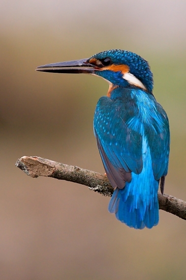 Klenot našich riek...