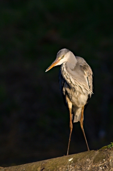 Volavka pri západe slnka...