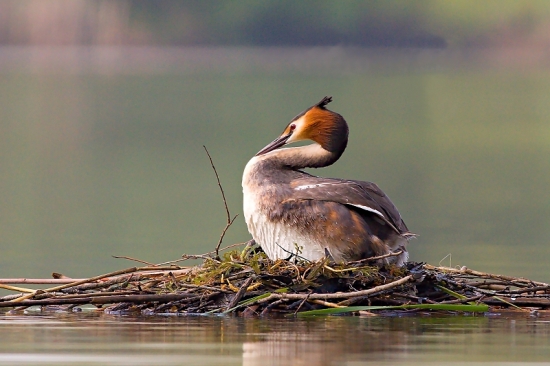 Potápka chocholatá