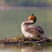 Potápka chocholatá