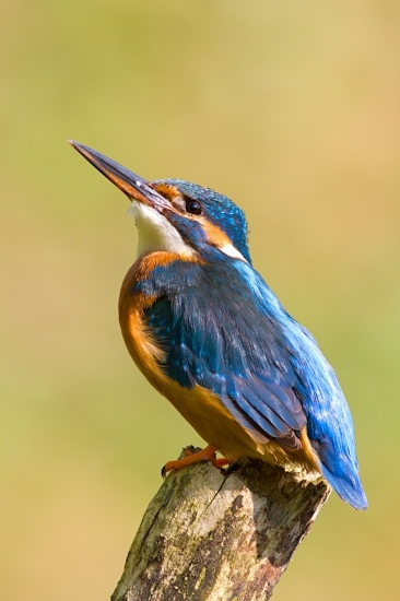modelka...