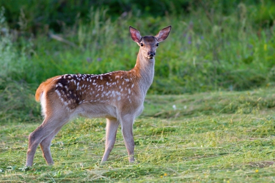 statné jelienča...