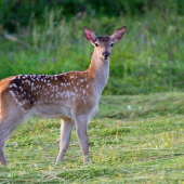 statné jelienča...