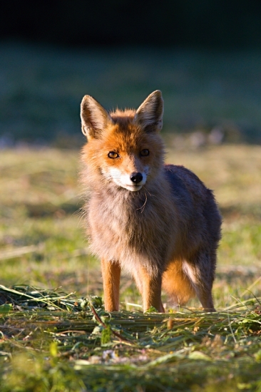 líščí pohľad...