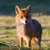 líščí pohľad...